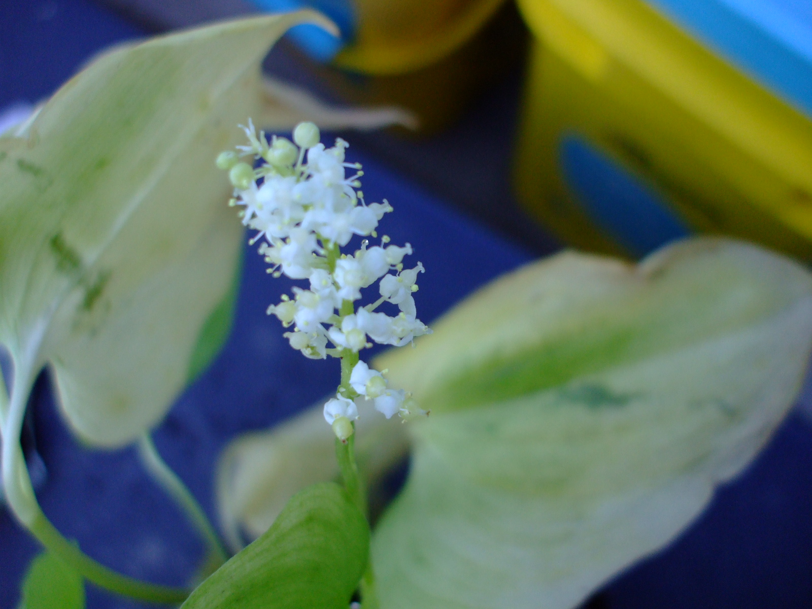 Maianthemum dilatatum